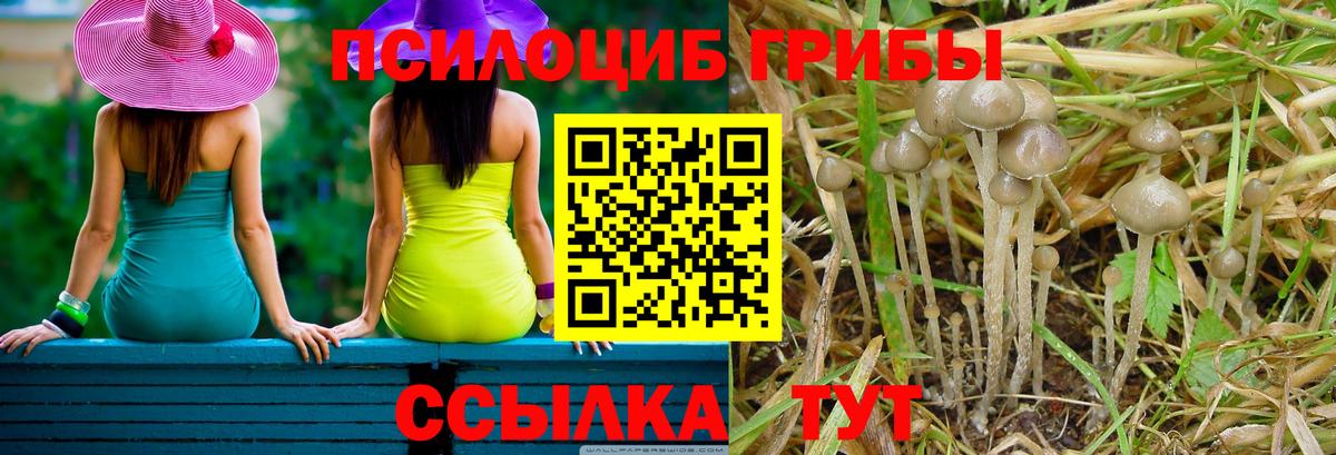 как найти закладки  Псилоцибиновые грибы MAGIC MUSHROOMS  Вход с VPN  Вологда 